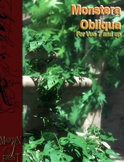 Monstera Obliqua - Jungle Plants for Vue