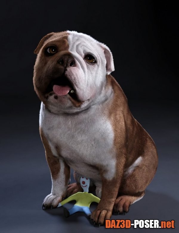 Dawnload Baxter the English Bulldog for Dog 8 for free