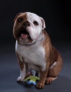 Baxter the English Bulldog for Dog 8