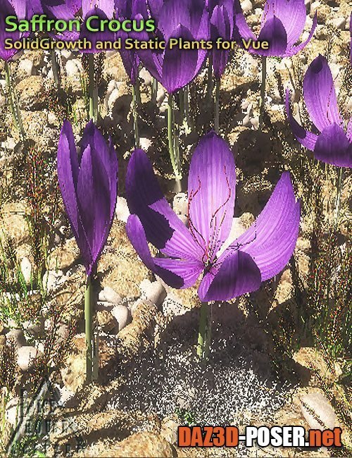 Dawnload Saffron Crocus - for Vue for free