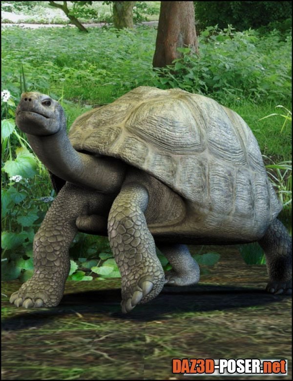 Dawnload Galapagos Tortoise for free