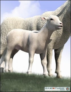 DAZ Lamb