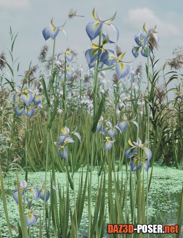 Dawnload Water Iris - High Res Flowering Plants for free