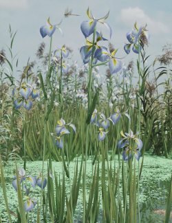 Water Iris - High Res Flowering Plants