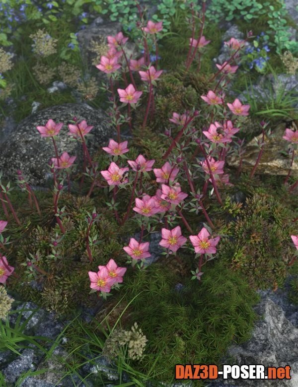 Dawnload Tiny Plants - Mossy Saxifrage for free
