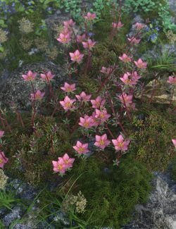 Tiny Plants - Mossy Saxifrage