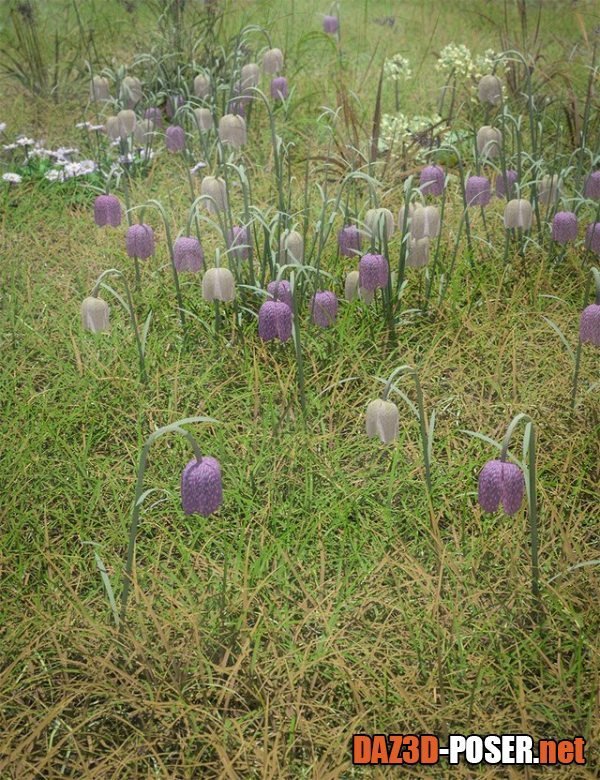 Dawnload Meadow Flowers - Low Res Snakeshead Fritillary for free