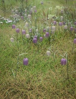 Meadow Flowers - Low Res Snakeshead Fritillary