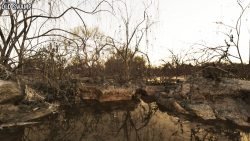 3D Scenery: Old Swamp