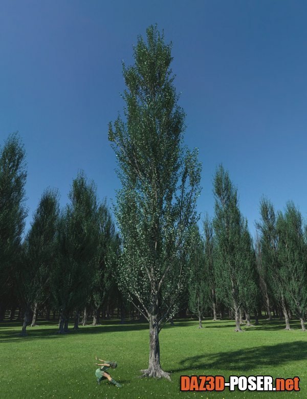 Dawnload PTU Poplar Trees Ultimate for free