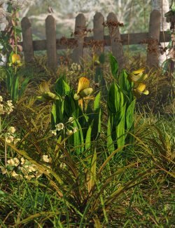 Slipper Orchids – Low Resolution Flowers