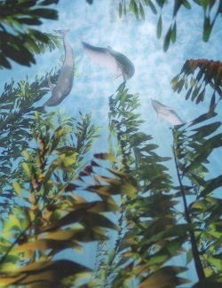 Just Beachy – Underwater Kelp Forest