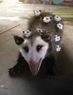 Opossum by AM