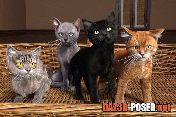 Dawnload Kitten For Cat Zeus for free