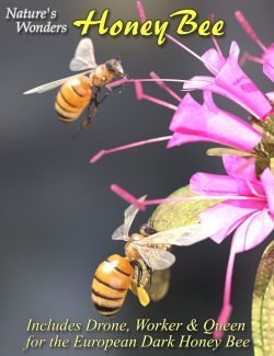 Nature’s Wonders Bee