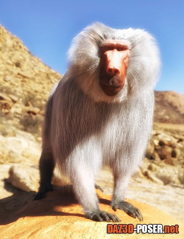 Dawnload Baboon by AM for Genesis 8 Male for free