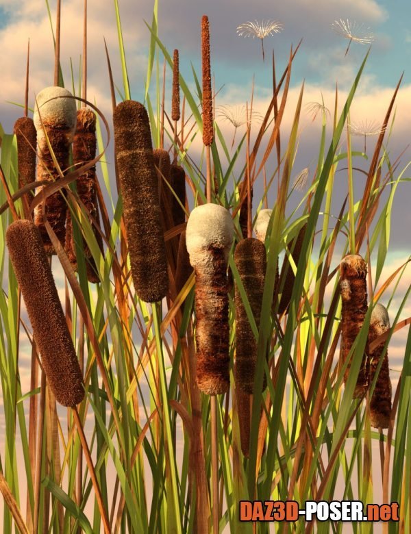 Dawnload Rigged Cattail Reeds for free