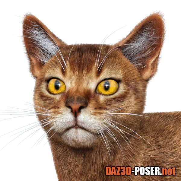 Dawnload Abyssinian for Cat Mars for free