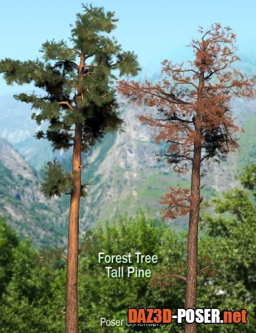 Dawnload Forest Tree – Tall Pine for free