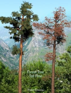 Forest Tree – Tall Pine