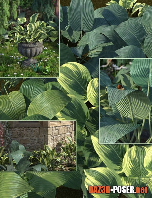 Dawnload Hostas – Low Res Foliage Plants for free
