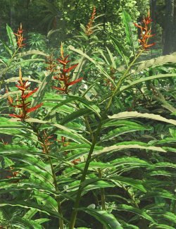 Heliconia longiflora – Exotic Flowers and Foliage