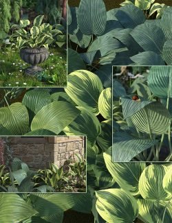 Hostas – Low Res Foliage Plants