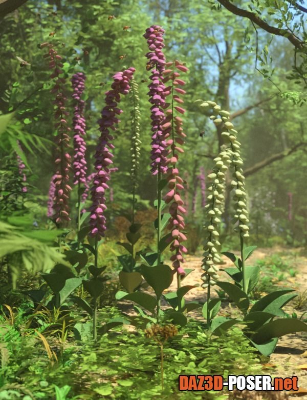Dawnload Foxglove Plants – Wild Flowers for Daz Studio for free